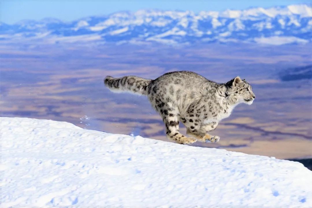 国家公园 | 守护雪豹的家就是守护我们的家
