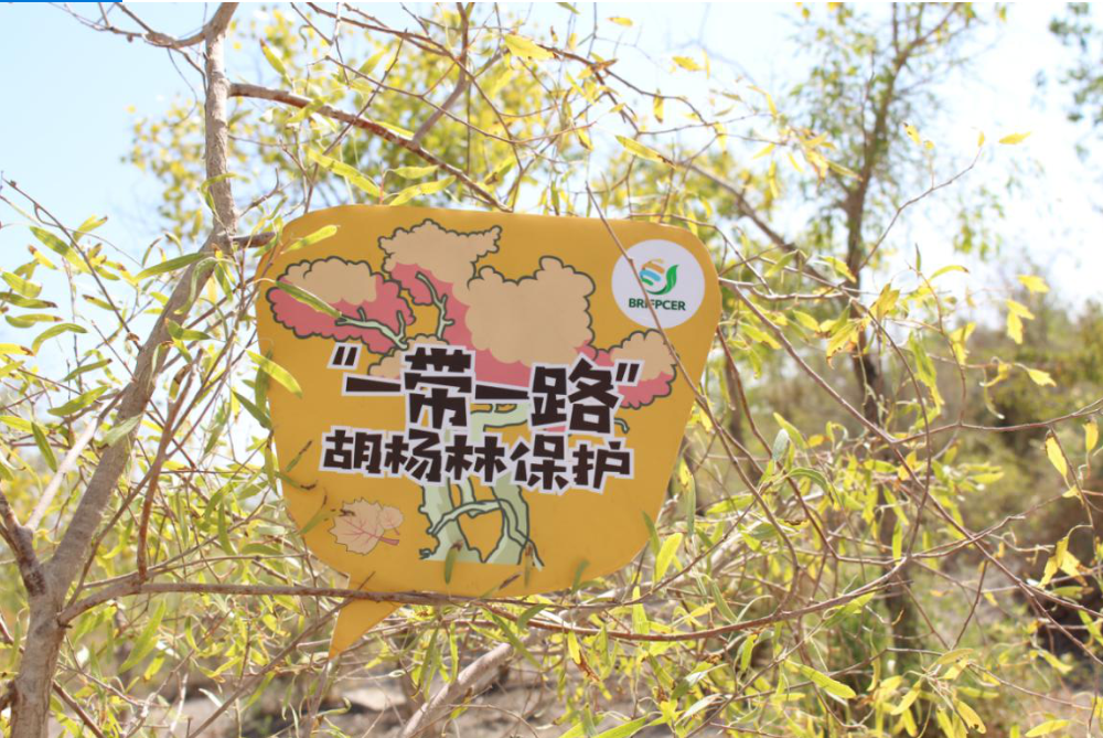 我有一片胡杨林|新疆——中国绿化基金会探访团 奔赴新疆 相聚胡杨林