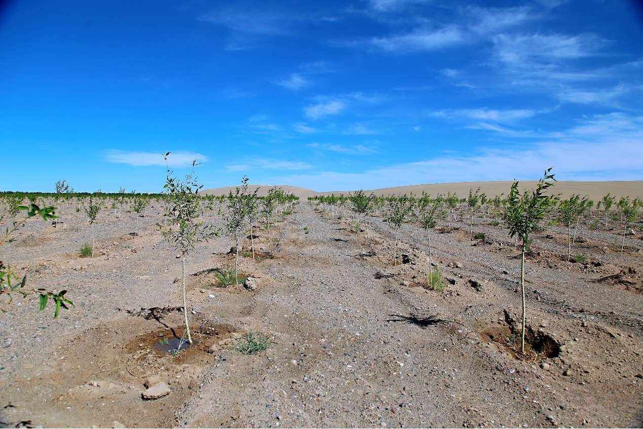 小胡杨们在甘肃省金塔县这片荒漠扎根的第100天