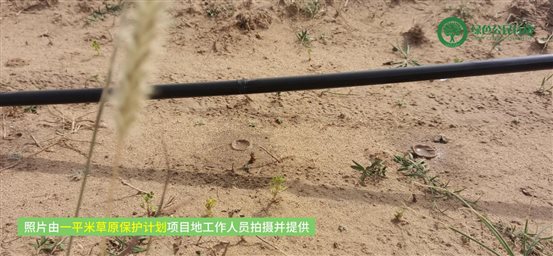 一平米草原保护计划项目进展 