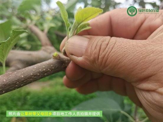 让果树带父母回乡-02