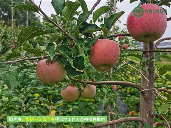 让果树带父母回乡-03