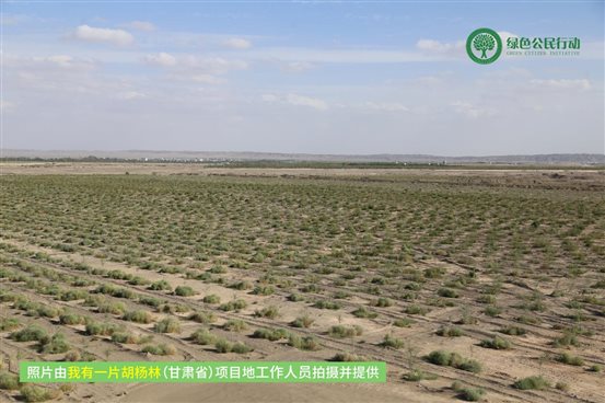 我有一片胡杨林-甘肃-02