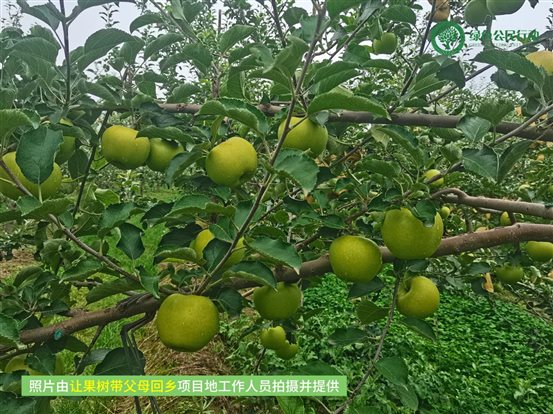 让果树带父母回乡-01