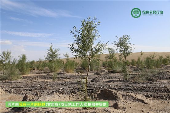 我有一片胡杨林-甘肃-01