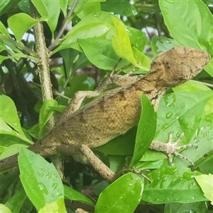 伴生生物_副本