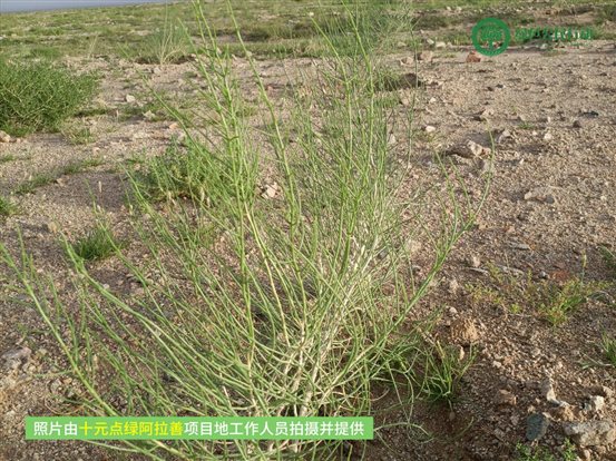 十元点绿阿拉善-03