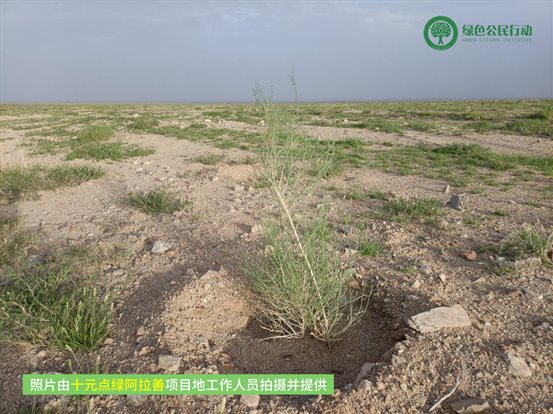 十元点绿阿拉善-02