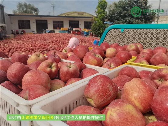 让果树带父母回乡-02