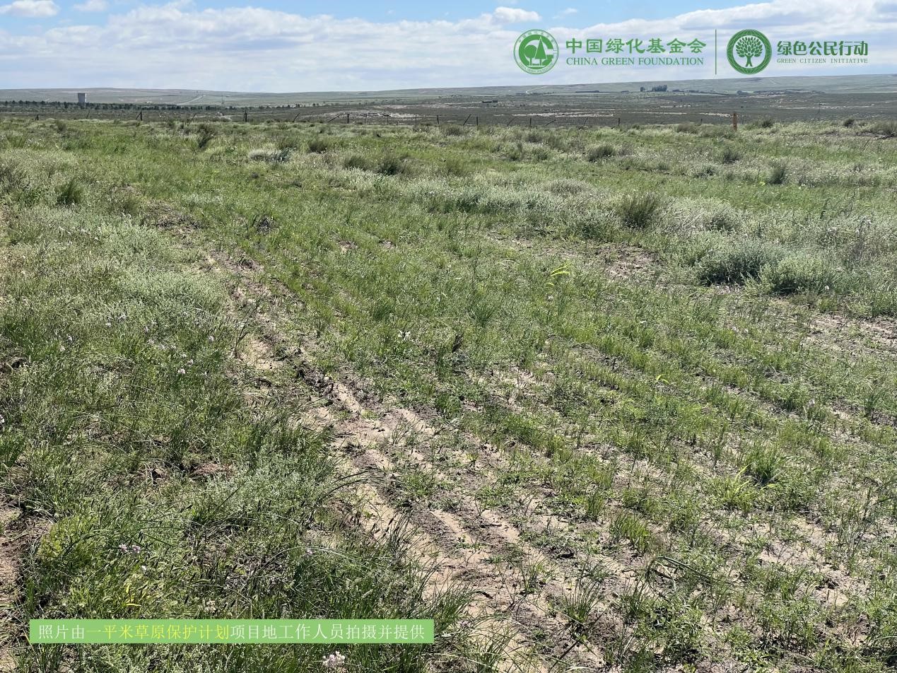 一平米草原保护计划 项目进展更新8月