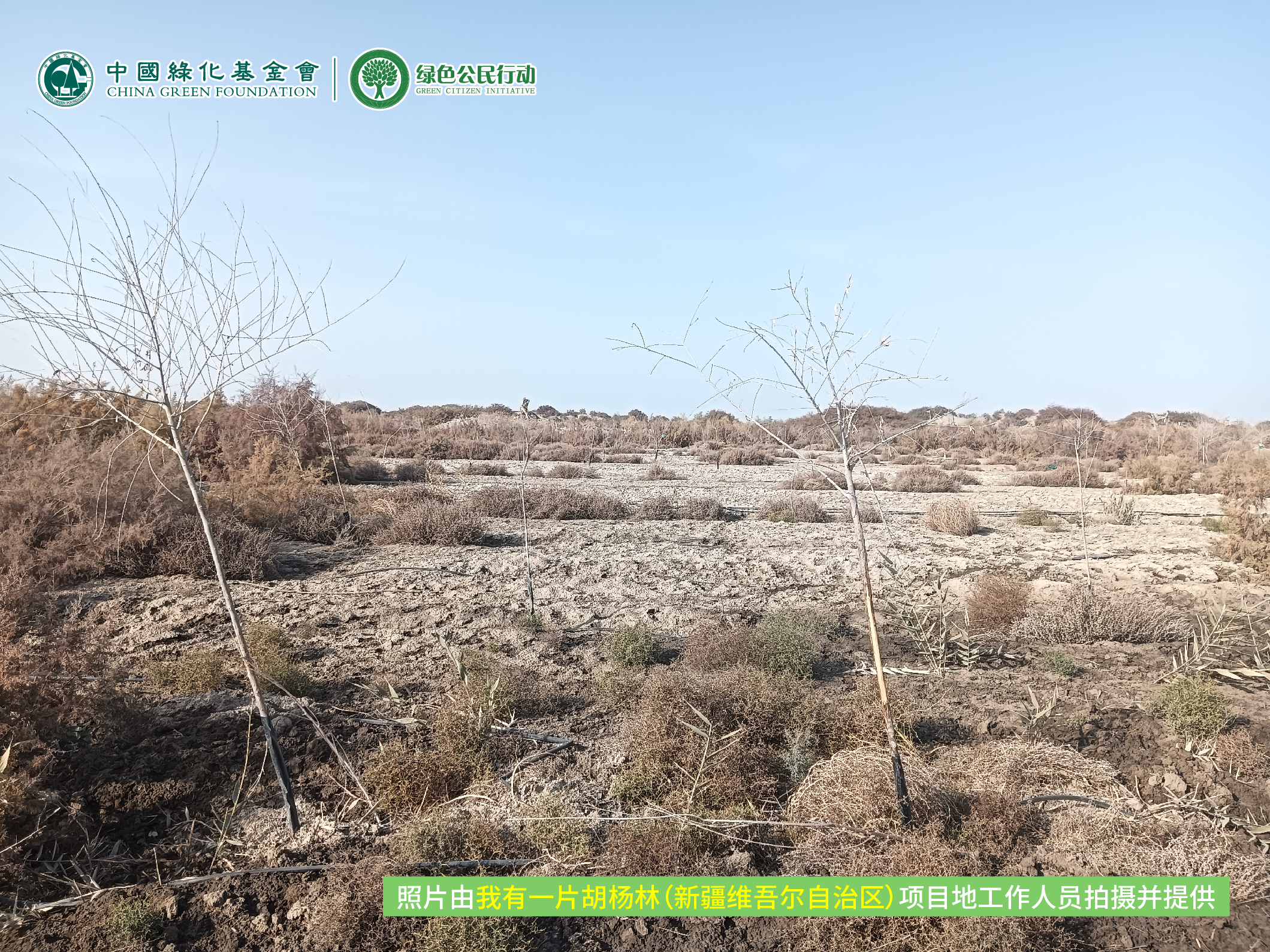 我有一片胡杨林|新疆 项目进展12月