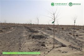 我有一片胡杨林|甘肃项目区项目进展1-2月