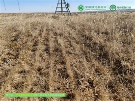 一平米草原保护计划项目进展2月