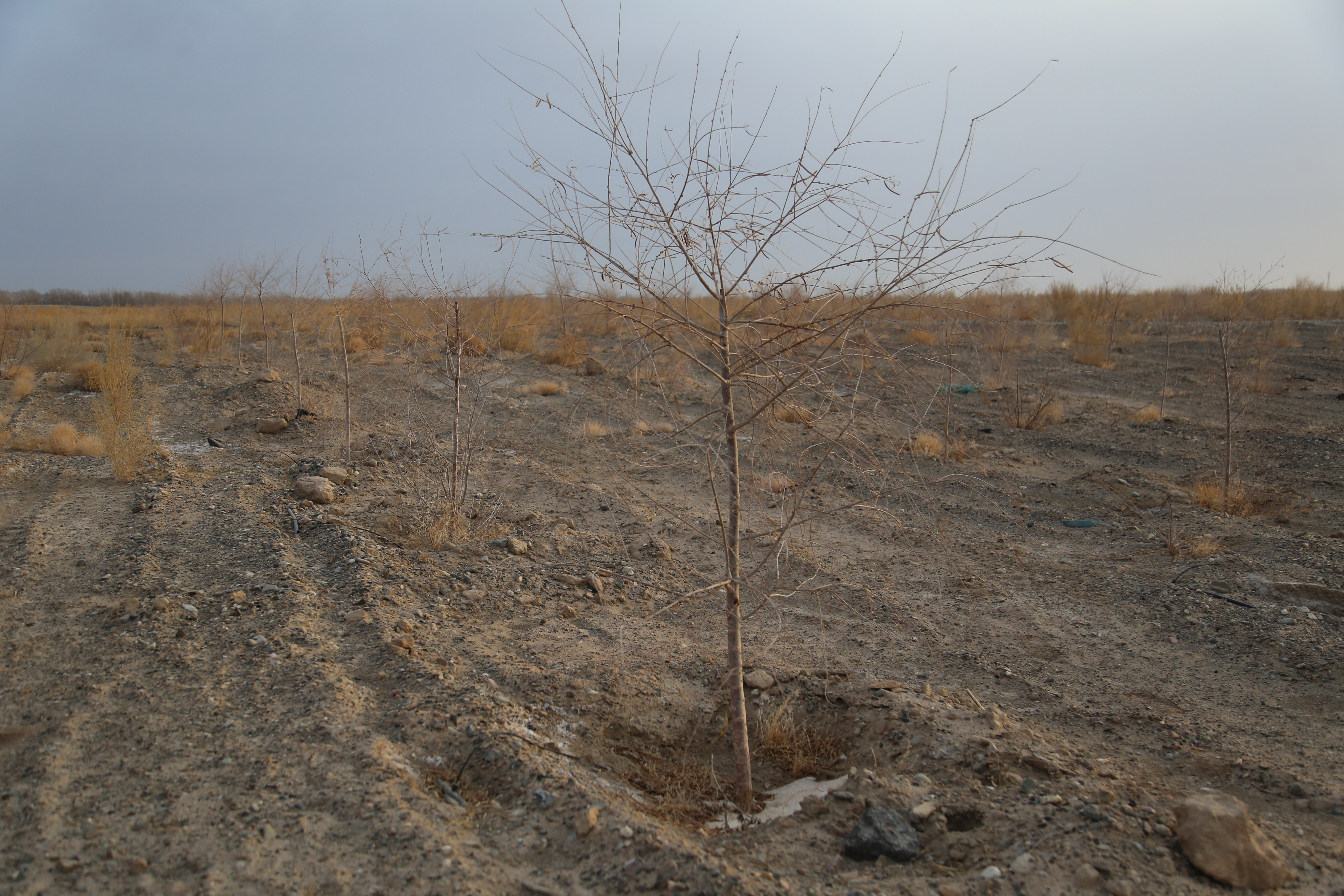 我有一片胡杨林