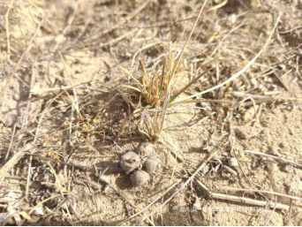 春季管护工作有序推进