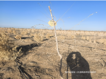 我有一片胡杨林・春季管护进展